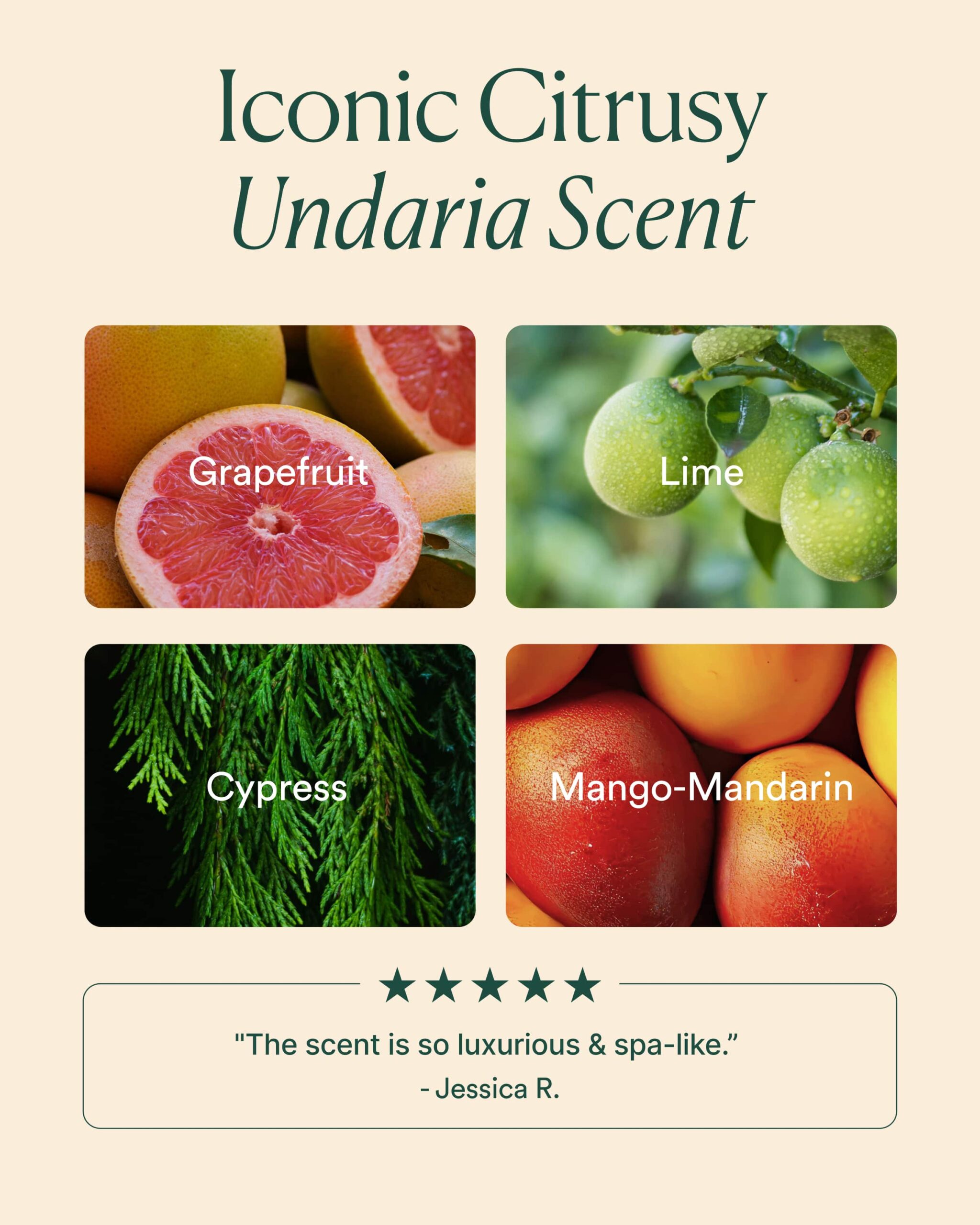 Undaria Body Collection - Image 8